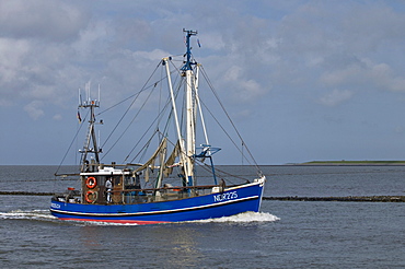 Blue crab fishing boat, NOR 225, returning to the port of Norddeich after fishing, Lower Saxon Wadden Sea, UNESCO World Heritage Site, Lower Saxony, Germany, Europe