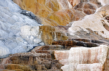 Palette Spring Terrace, Lower Terraces, limestone sinter terraces, geysers, hot springs, colourful thermophilic bacteria, Mammoth Hot Springs Terraces, Yellowstone National Park, Wyoming, United States of America