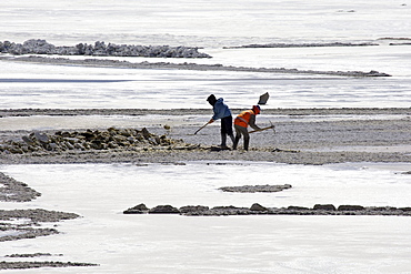 Salt workers in a salt lake, Altiplano, Potosi, southern Bolivia, South America