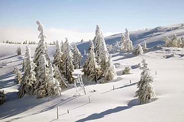 Icy Spruce (Picea) on the summit of Feldberg Mountain in the Black Forest, Baden-Wuerttemberg, Germany, Europe