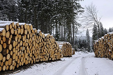 Stack of logs in the Harz, Saxony-Anhalt, Germany, Europe