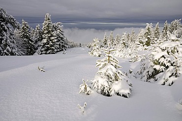 Winter landscape in the Harz, Brocken district, Saxony-Anhalt, Germany, Europe