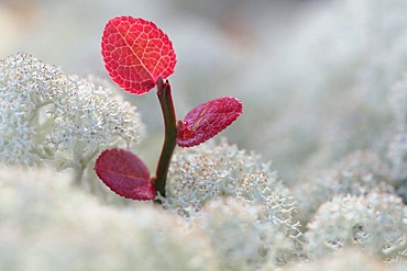 Reindeer Lichen of Caribou Moss and a small shoot with red leaves, Rondane National Park, Norway, Europe