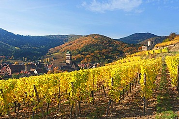 Autumnal vineyards of Thann, Alsace, France, Europe