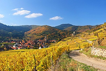 Autumnal vineyards of Thann, Alsace, France, Europe