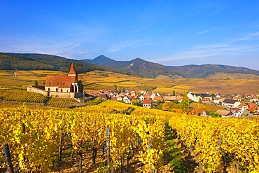 Autumnal vineyards around the church of Hunawihr, Alsace, France, Europe