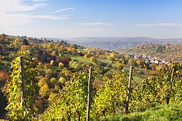 View over the vineyards near Stuttgart-Uhlbach, Baden-Wuerttemberg, Germany, Europe