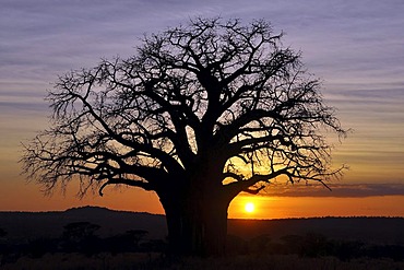 Baobab or Monkey-bread Tree (Adansonia digitata), Tarangire National Park, Tanzania, Africa