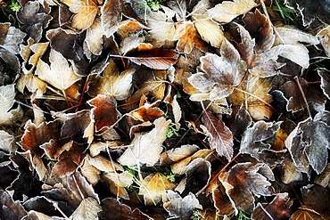 Frozen leaves on the ground