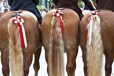 Decorated horses to ride at Koetztinger Pfingstritt, one of the largest mounted religious processions in Europe, at Pentecost, Bad Koetzting, Bavaria, Germany, Europe, PublicGround