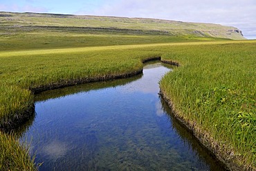 Pond, tall grass, Bardsvik bay, east coast of Hornstrandir, Westfjords, Iceland, Europe