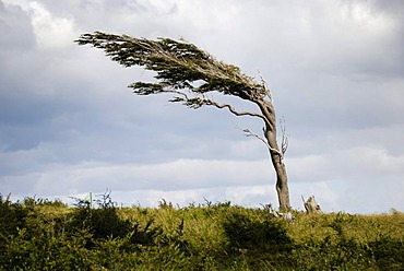 Tree shaped by the permanent and strong winds, Tierra del Fuego, Fireland, near Ushuaia, South Patagonia, Argentina, South America.