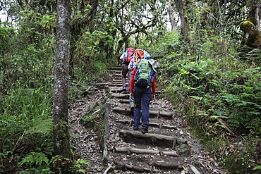 Machame Route, beginning of the ascent of Mount Kilimanjaro through tropical rainforest, Tanzania, Africa