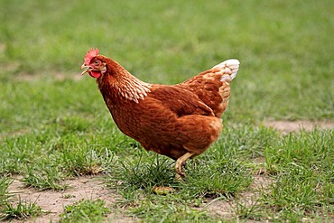 Domestic fowl (Gallus gallus), hen, free range chicken, calling, running, Germany, Europe