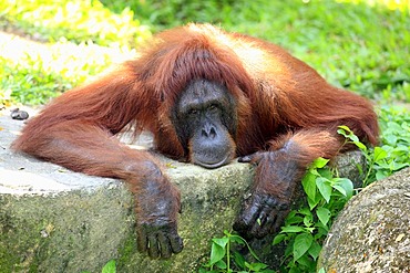 Orangutan (Pongo pygmaeus), adult, resting, in captivity, Singapore, Southeast Asia, Asia