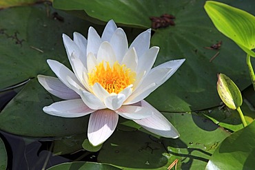 European white waterlily (Nymphaea alba), flowering, garden pond, Germany, Europe