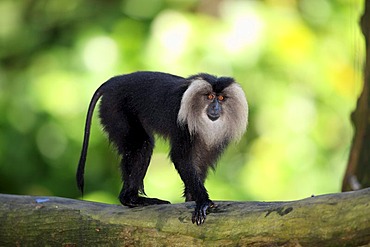 Wanderoo, lion-tailed macaque (Macaca silenus), subadult, captive, Singapore, Southeast Asia