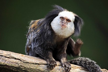 White-headed marmoset, Tufted-ear marmoset or Geoffrey's marmoset (Callithrix geoffroyi), adult, tree, captive, Germany, Europe