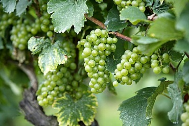 Grapevine (Vitis vinifera), grapes, Pfalz, Palatinate, Germany, Europe