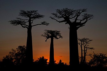 African Baobab tree (baobab), baobab-alley at sunset, Madagascar, Africa