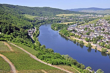 District of Kues, Bernkastel-Kues, Moselle River, Rhineland-Palatinate, Germany, Europe, PublicGround