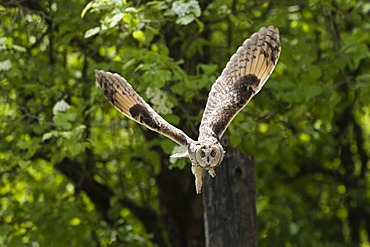 Long-eared Owl (Asio otus) in flight, Germany, Europe