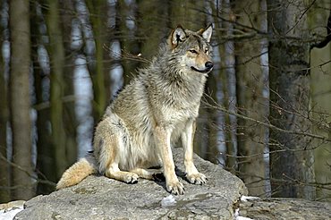 Mackenzie Valley, Canadian - or Alaskan Timber Wolf (Canis lupus occidentalis) at a zoo in Germany, Europe