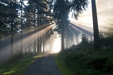 Sun rays penetrating the morning mist in a forest, Mt Feldberg in the Taunus range, Hesse, Germany, Europe