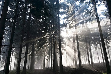 Sun rays penetrating the morning mist in a forest, Mt Feldberg in the Taunus range, Hesse, Germany, Europe