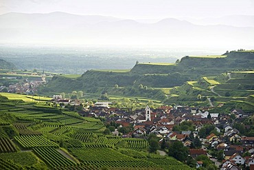 Hills and vineyards at Oberrotweil, Kaiserstuhl mountain range, Baden-Wuerttemberg, Germany, Europe