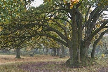 Oak trees (Quercus robur) in Hudewald forest, Borkener Paradies nature reserve, Emsland region, Lower Saxony, Germany, Europe