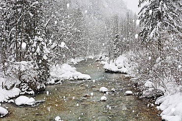 Erzbach brook during snowfall, between Eisenerz and Hieflau, Upper Styria, Styria, Austria, Europe