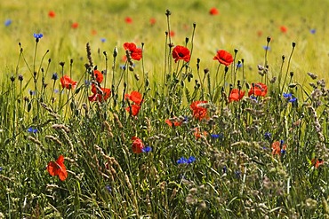 Natural edge of a field with flowering grasses and wild flowers, Poppies (Papaver rhoeas), Cornflower (Centaurea cyanus)