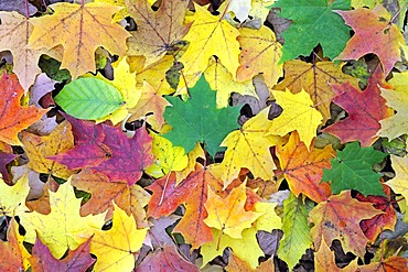 Autumn-coloured leaves of a maple (Acer) and beech trees (Fagus), Brandenburg, Germany, Europe