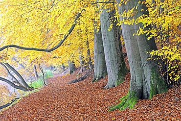 Hiking trail with autumn-coloured beech trees (Fagus), Maerkische Schweiz Nature Park, Buckow, Brandenburg, Germany, Europe