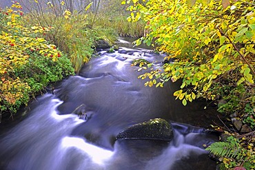 Stobber stream in Maerkische Schweiz Nature Park, Buckow, Brandenburg, Germany, Europe