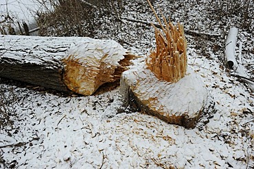 Tree gnawed by a beaver, winter, Danube wetlands, Donau Auen National Park, Lower Austria, Austria, Europe