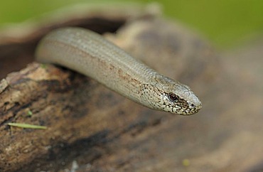 Slow-worm (Anguis fragilis), Danube-Auen National Park, Lower Austria, Austria, Europe