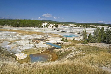 Norris Geyser Basin, Yellowstone National Park, Wyoming, USA