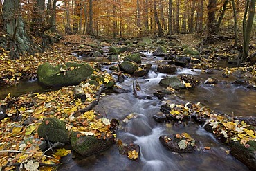 Ilse river in autumn, Ilsenburg, Harz National Park, Saxony-Anhalt, Germany, Europe