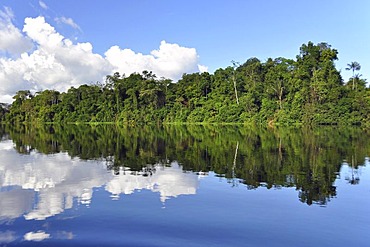 Trees reflected in a tributary of the Amazon, Mamiraua Nature Reserve, Amazon, Brazil, South America