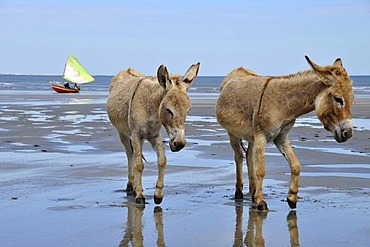 Two donkeys on the beach, Jericoacoara, Ceara, Brazil, South America