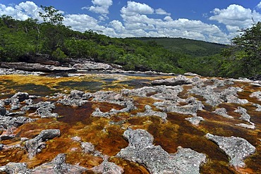 Blackwater river near Lencois, Chapada Diamantina, Bahia, Brazil, South America