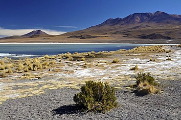 Lagoon on the Altiplano high plateau, border of Chile and Bolivia, South America