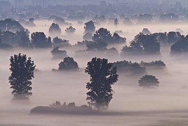 Aachried bei Radolfzell, a reedy marsh, in the morning mist, Hegau region, Konstanz district, Constance district, Baden-Wuerttemberg, Germany, Europe