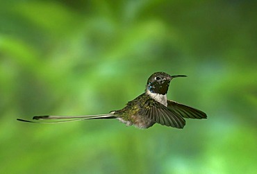 Peruvian Sheartail, hummingbird (Thaumastura cora), in captivity