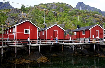 Small wooden houses, fishing village, Nusfjord, Lofoten, Norway, Scandinavia, Europe