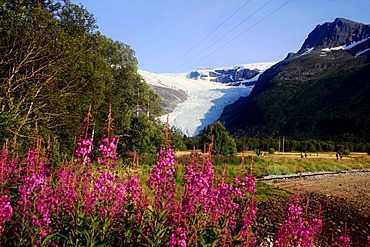 Svartisen glacier, Holandsfjord, Norway, Scandinavia, Europe