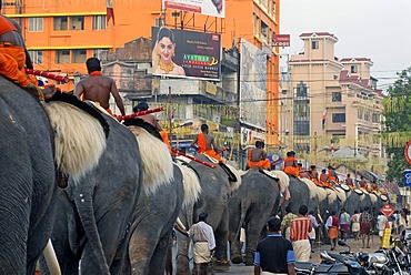 Pujaris sitting on elephants on the way to the temple, Hindu Pooram festival, Thrissur, Kerala, southern India, Asia