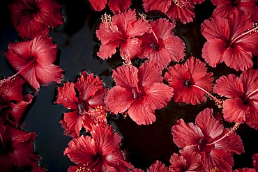 Hibiscus (Hibiscus) flowers floating on water, decorations, Purity Hotel, Malabar Escapes, Lake Vembanad, Kerala, South India, India, Asia